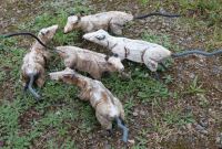 andreas-hinder-ratten