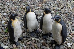 andreas-hinder-pinguine