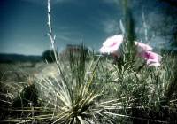 flatiron_mountain_2